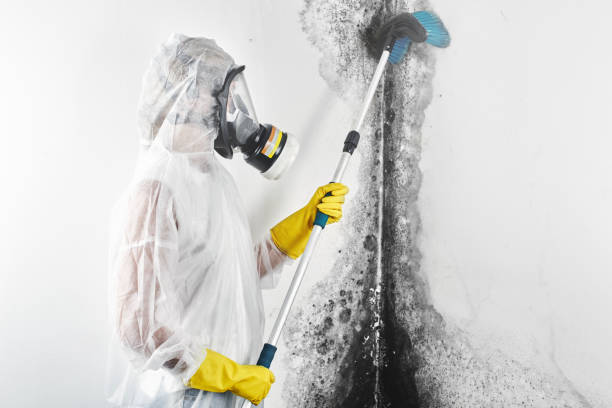 Best Basement Mold Removal  in Redwood, TX
